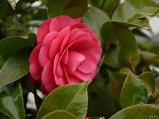 山茶花照片