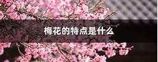 梅花的特点和精神象征